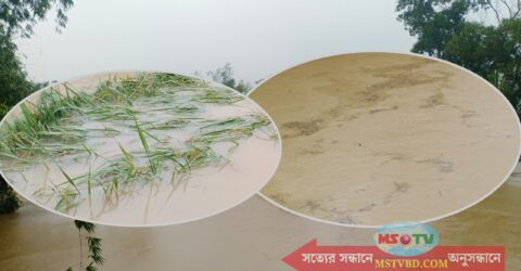 কসবায় ঘূর্ণিঝড় জাওয়াদের প্রভাবে কৃষকের মাথায় হাত