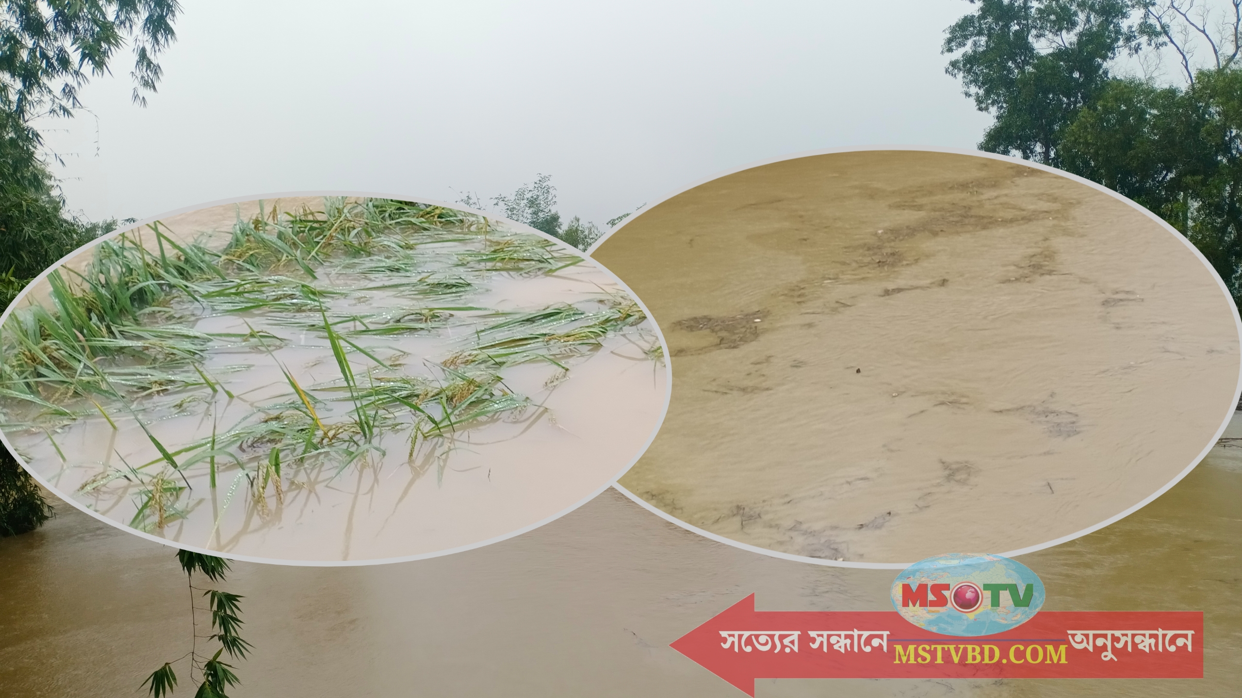 কসবায় ঘূর্ণিঝড় জাওয়াদের প্রভাবে কৃষকের মাথায় হাত