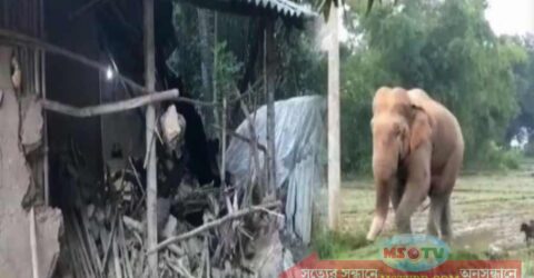 রাত হলেই হাতির তাণ্ডব : আতঙ্কে ফেনীবাসী