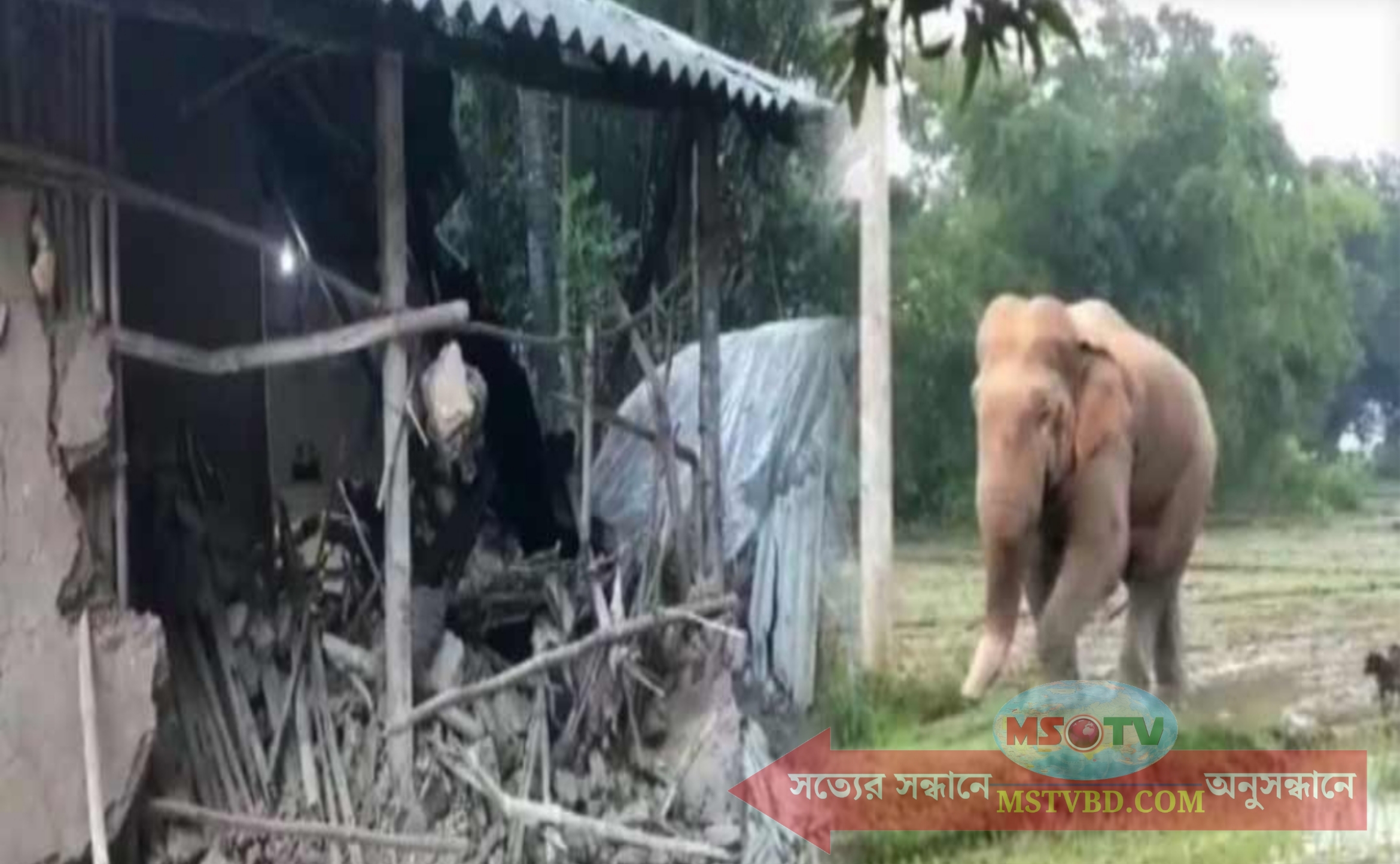 রাত হলেই হাতির তাণ্ডব : আতঙ্কে ফেনীবাসী