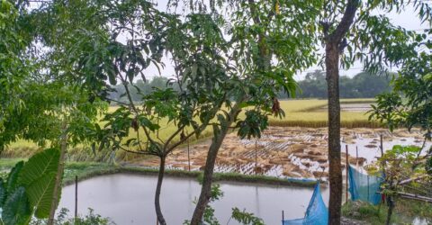 ভারী বৃষ্টির শঙ্কা, সন্ধ্যায় লঘুচাপে পরিণত হতে পারে ‘জাওয়াদ’