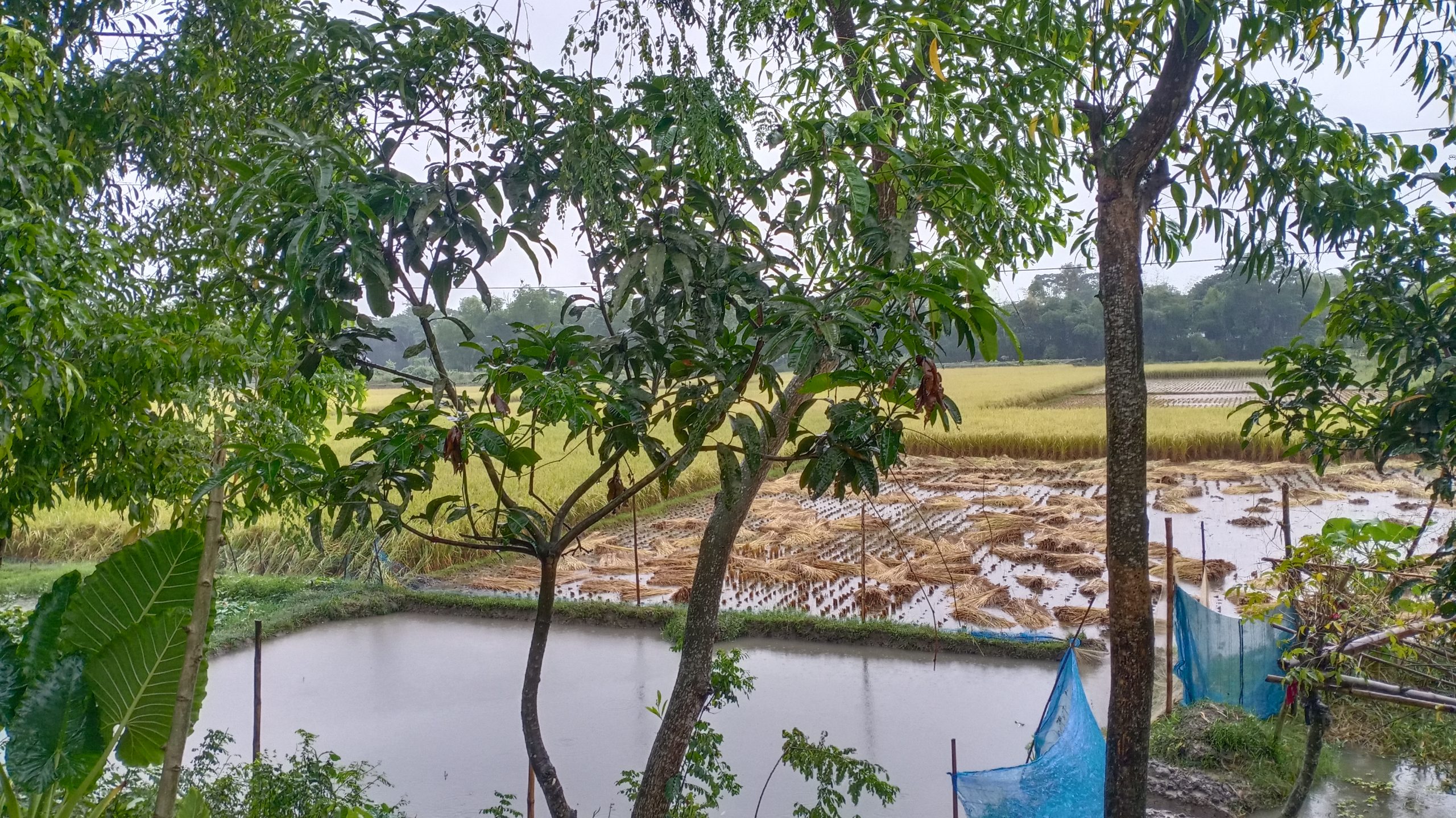 ভারী বৃষ্টির শঙ্কা, সন্ধ্যায় লঘুচাপে পরিণত হতে পারে ‘জাওয়াদ’