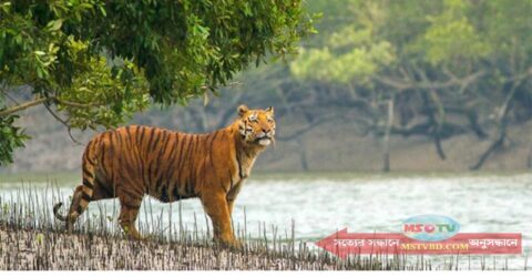 বাঘের আক্রমণে মৌয়াল নিহত