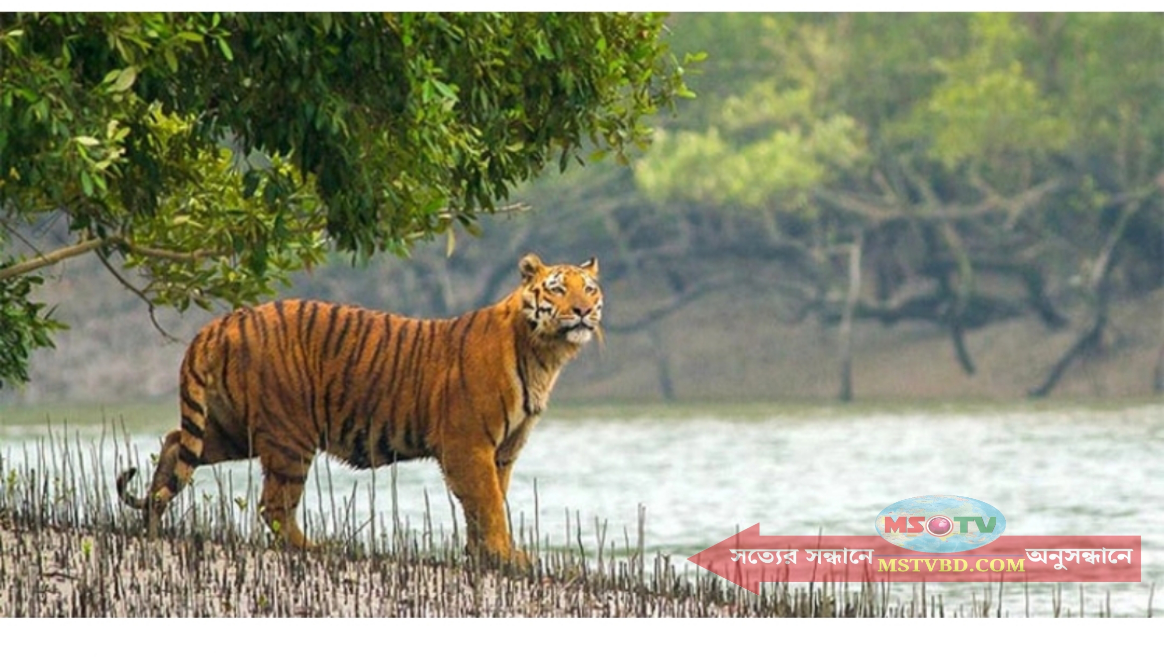 বাঘের আক্রমণে মৌয়াল নিহত