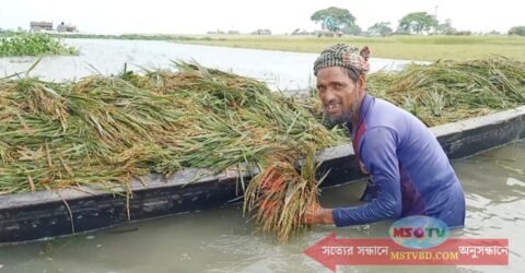সুনামগঞ্জে বন্যায় ৫ হাজার হেক্টর জমির ফসল ক্ষতিগ্রস্ত