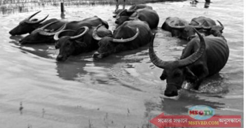ব্রাহ্মণবাড়িয়ায় মহিষ নিয়ে নদীতে নেমে এক যুবক নিখোঁজ