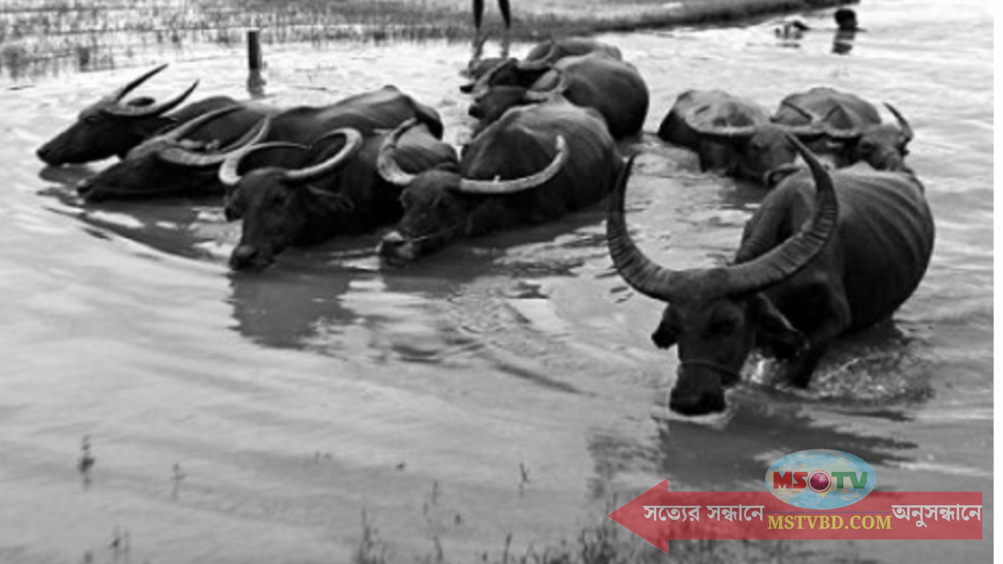 ব্রাহ্মণবাড়িয়ায় মহিষ নিয়ে নদীতে নেমে এক যুবক নিখোঁজ