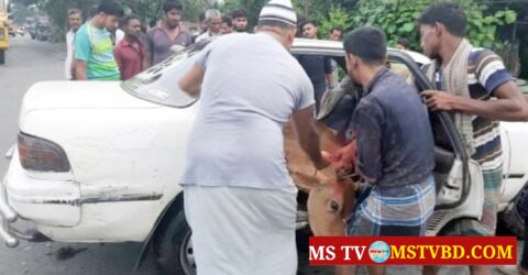 চট্টগ্রামে দুর্ঘটনাকবলিত প্রাইভেটকারে মিললো চুরির গরু
