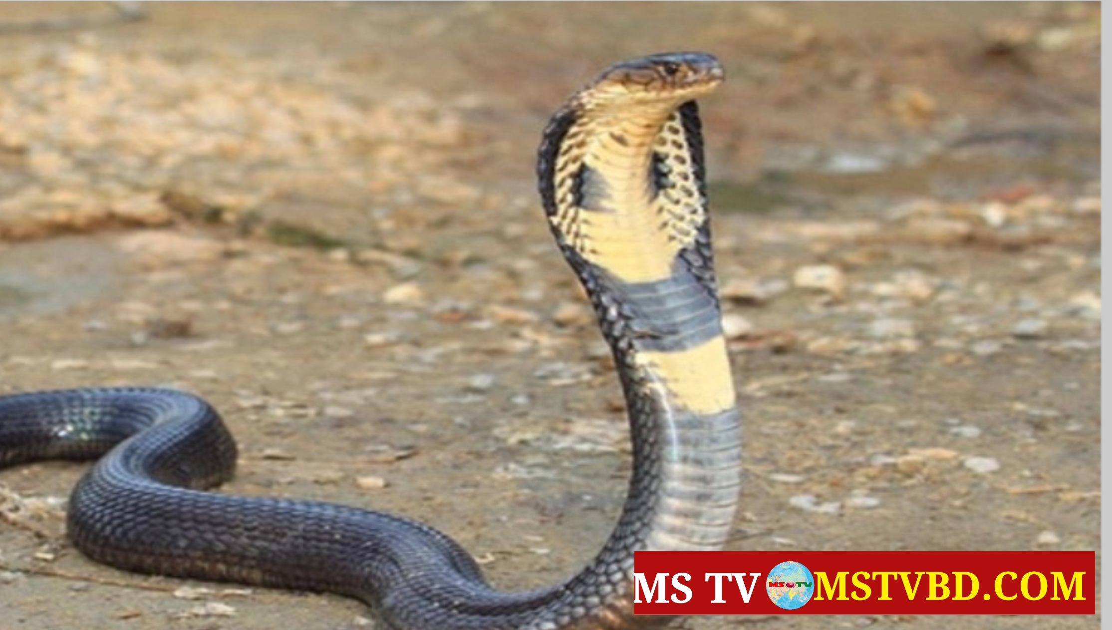 নবাবগঞ্জে সাপের কামড়ে স্কুলছাত্রীর মৃত্যু