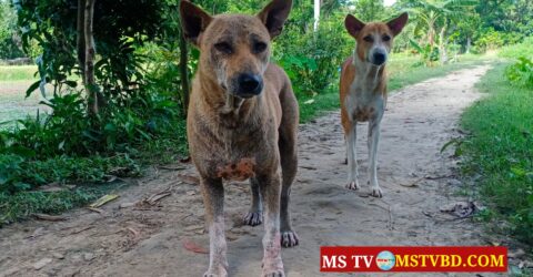 চট্টগ্রামে পাগলা কুকুরের কামড়ে আহত ৩৫