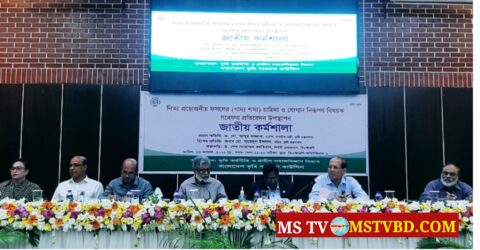দেশে চাল খাওয়া কমছে, বাড়ছে চাহিদা গম-ভুট্টার: গবেষণা
