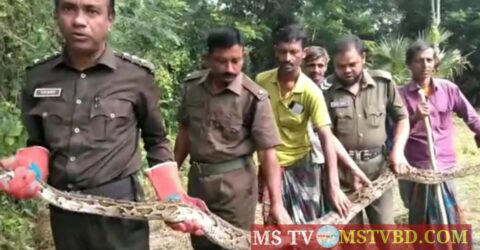 সিত্রাংয়ের তান্ডবে আতঙ্কিত হয়ে বসতবাড়িতে আশ্রয় অজগর সাপের: অতঃপর উদ্ধার