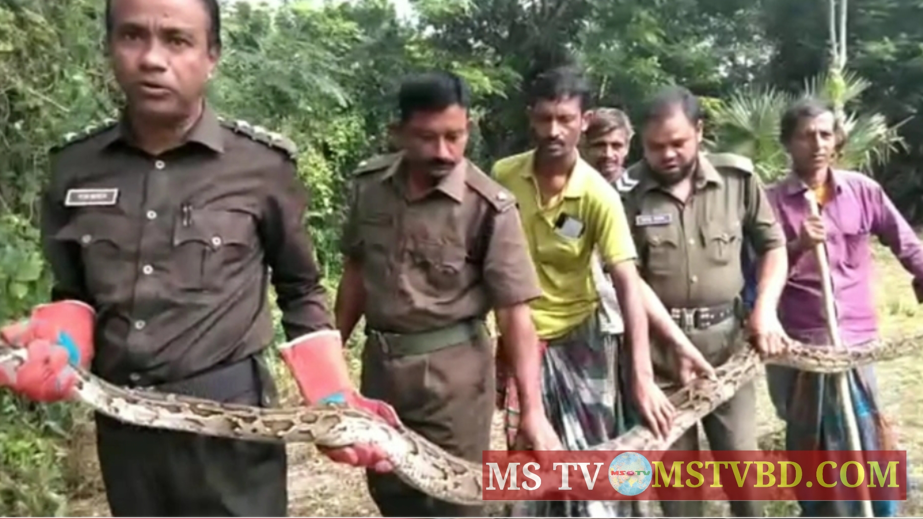 সিত্রাংয়ের তান্ডবে আতঙ্কিত হয়ে বসতবাড়িতে আশ্রয় অজগর সাপের: অতঃপর উদ্ধার