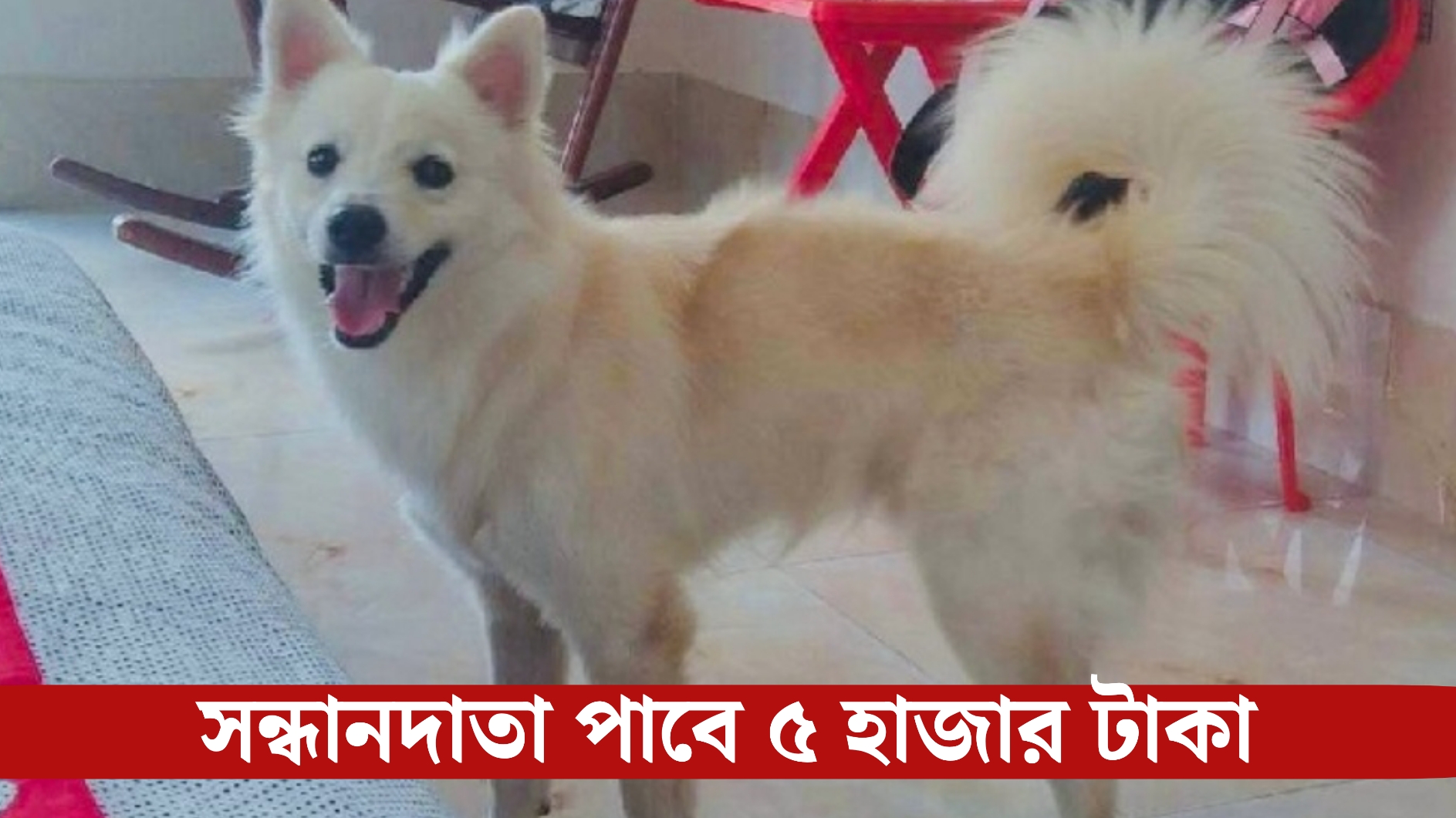 ঝিনাইদহে কুকুরের সন্ধান চেয়ে থানায় সাধারণ ডায়েরি