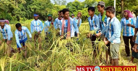 আর্জেন্টিনার জার্সি গায়ে ধান কাটলেন কৃষিশ্রমিকরা