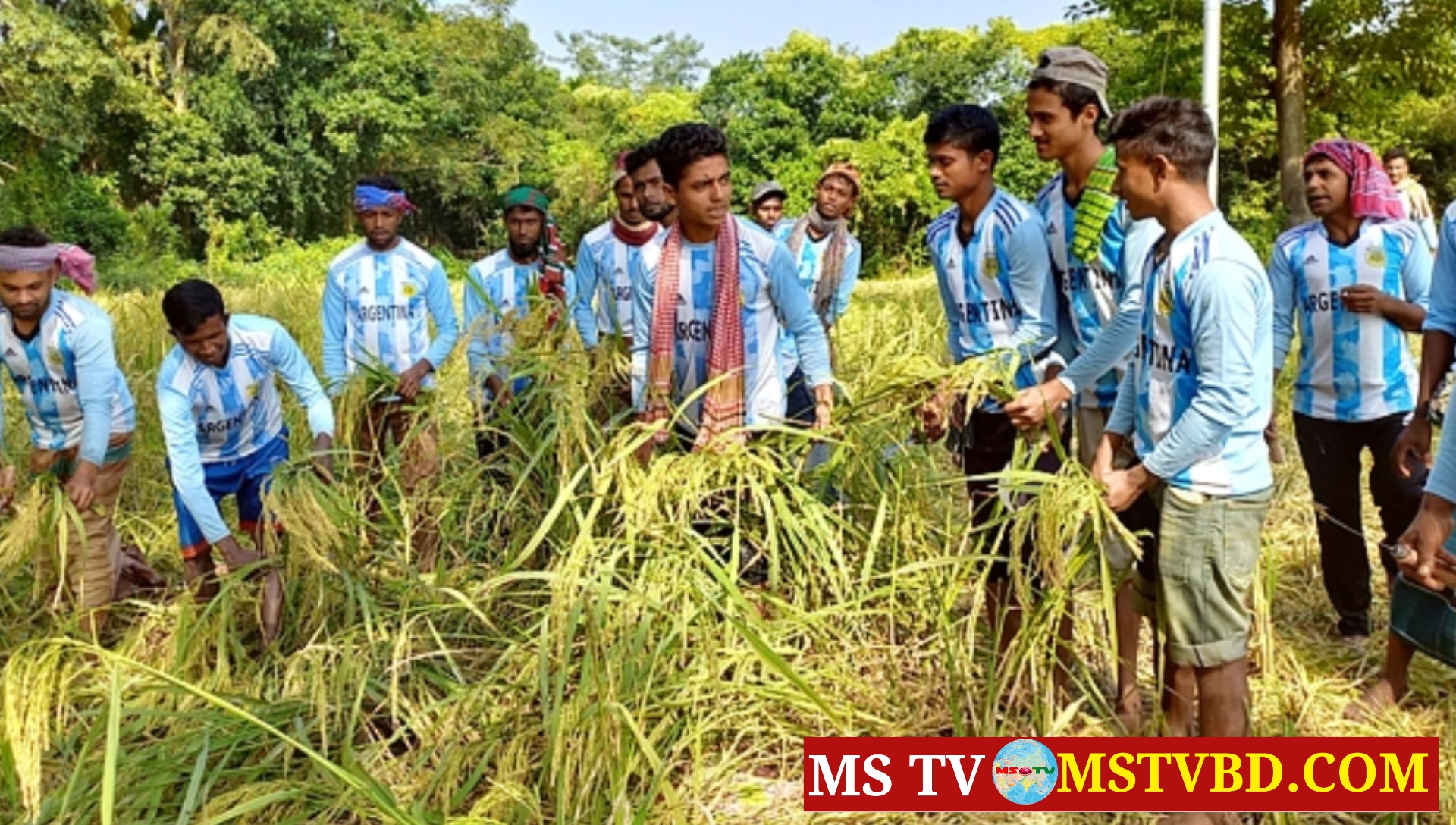 আর্জেন্টিনার জার্সি গায়ে ধান কাটলেন কৃষিশ্রমিকরা