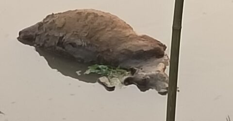 কসবায় ইউনিয়ন পরিষদের সামনে গবাদি পশুর পচা গলা মৃতদেহ ভাসছে