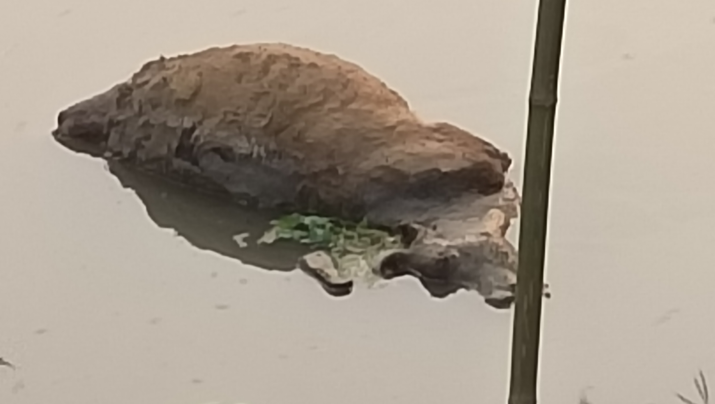 কসবায় ইউনিয়ন পরিষদের সামনে গবাদি পশুর পচা গলা মৃতদেহ ভাসছে