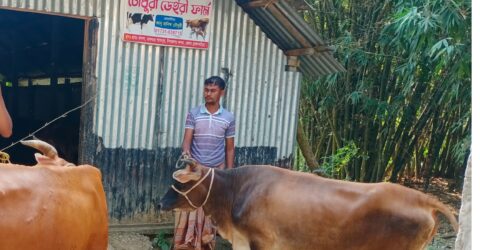 কসবার সীমান্ত দিয়ে বিশেষ কায়দায় অবৈধ গরু ঢুকচ্ছে দেশে