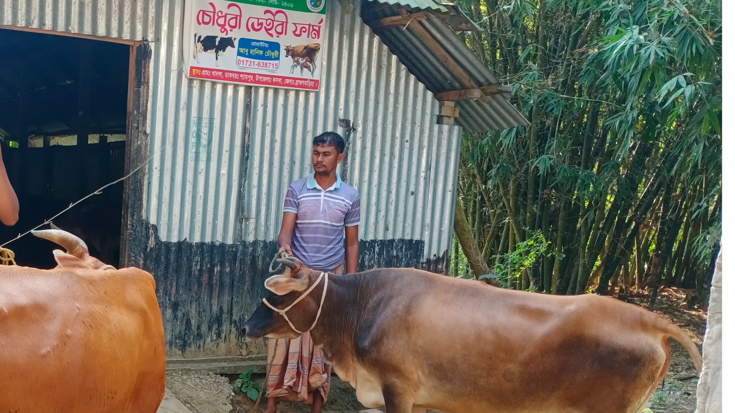 কসবার সীমান্ত দিয়ে বিশেষ কায়দায় অবৈধ গরু ঢুকচ্ছে দেশে